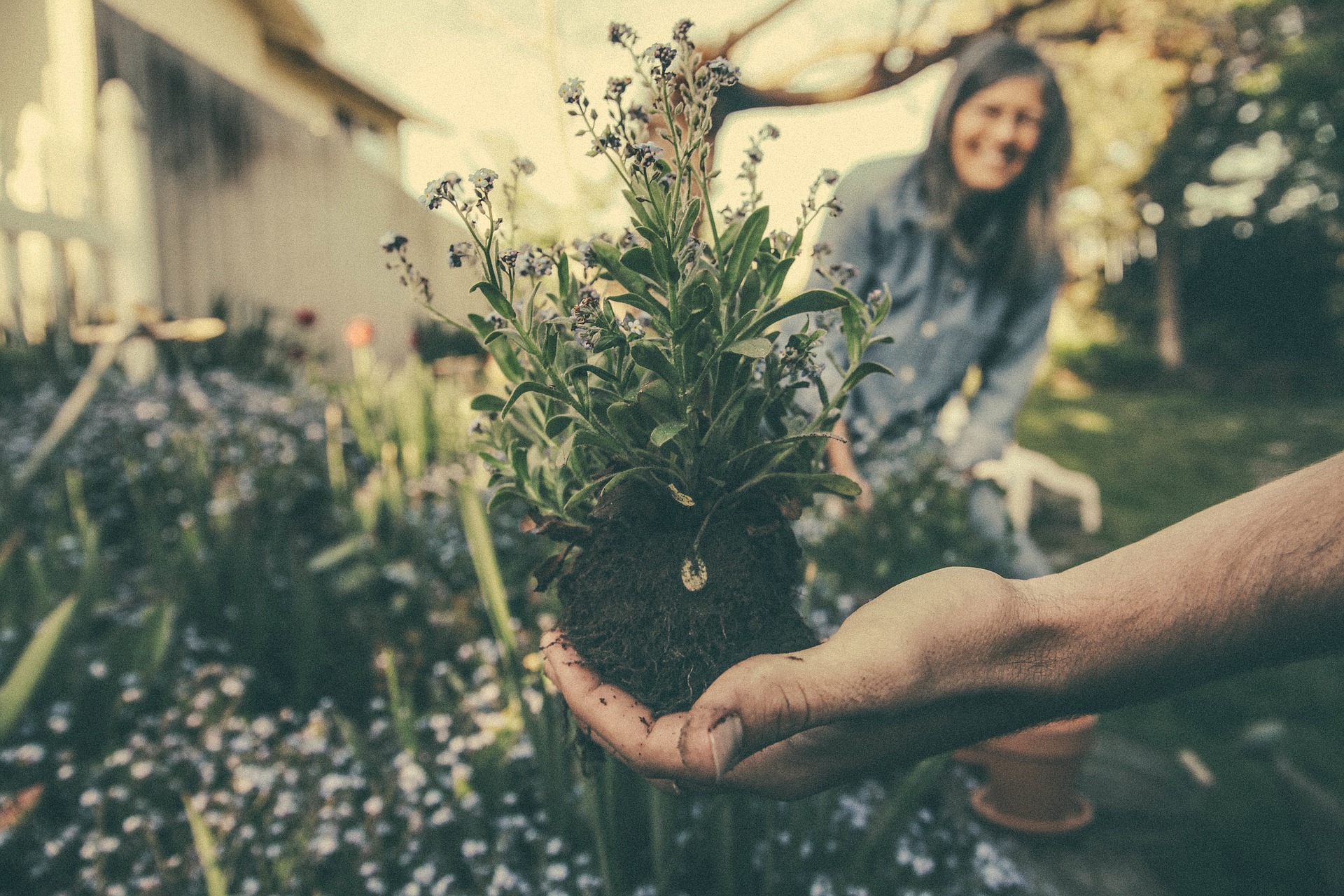 planting-865294_1920.jpg